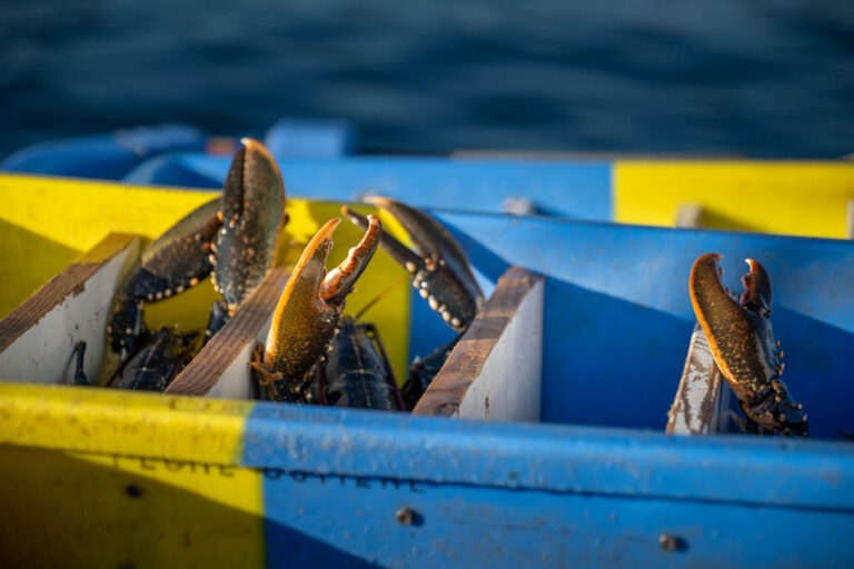 Pinces de homard fraîches dépassant d’un bac chez un caseyeur