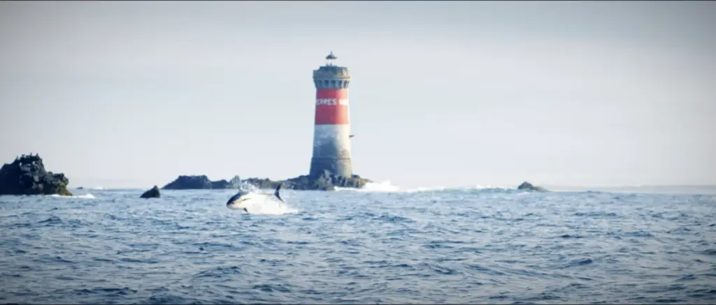 Film de Pêche montrant la pêche au thon rouge en Bretagne en mer
